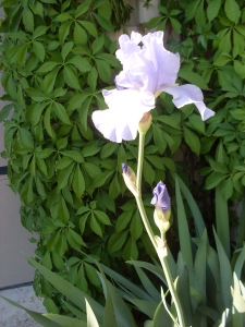 traditional blue iris
